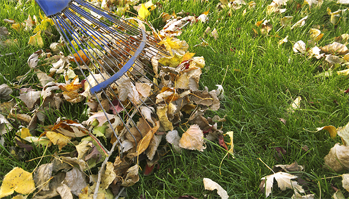 Raking Leaves